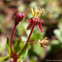 Laurembergia coccinea (Blume)